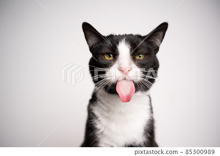 naughty black and white cat sticking out tongue on background with copy space naughty black and white cat sticking out tongue on background with copy space 85300989