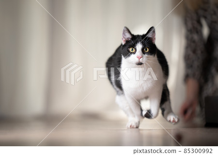 playful black and white cat running indoors 85300992
