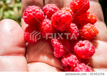 Bunch of raspberries in a hand Bunch of raspberries in a hand 85301256