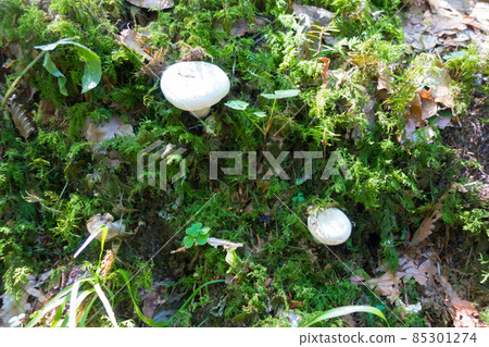 Mushroom closeup view in a forest Mushroom closeup view in a forest 85301274