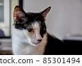 A domestic black and white cat is sitting by the window 85301494