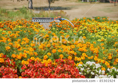 Flowers in the flowerbed of the park that are watered by a swinging springer 85301924