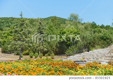 Flowers in the flowerbed of the park that are watered by a swing-type sprinkler Flowers in the flowerbed of the park that are watered by a swing-type sprinkler 85301925