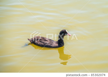 Water bird Eurasian coot, Fulica atra, swiming in shallow water Water bird Eurasian coot, Fulica atra, swiming in shallow water 85302074