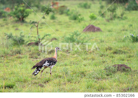 Stanley bustard, Neotis denhami 85302166