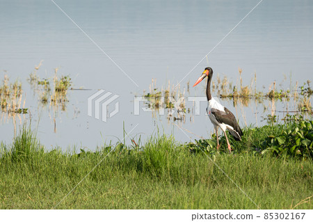 Saddle-bill stork, Ephippiorhynchus senegalensis 85302167