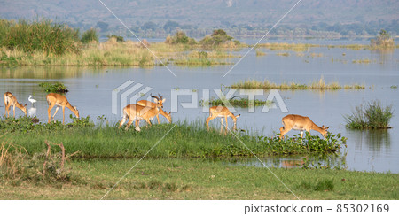 Uganda Kob, Kobus thomasi 85302169