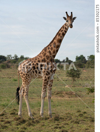 Baringo Giraffe, Giraffa camelopardalis Baringo Giraffe, Giraffa camelopardalis 85302175
