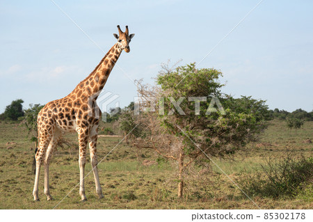 Baringo Giraffe, Giraffa camelopardalis Baringo Giraffe, Giraffa camelopardalis 85302178