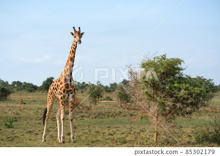 Baringo Giraffe, Giraffa camelopardalis 85302179