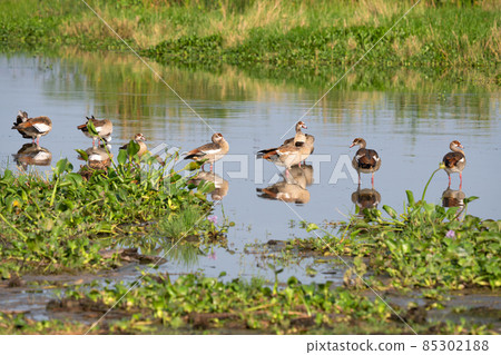 Egyptian goose, Alopochen aegyptiaca 85302188