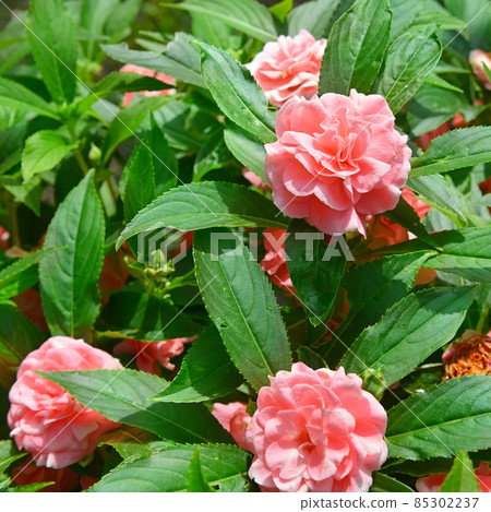 Flowers and leaves of balsam . Spring landscape. Flowers and leaves of balsam . Spring landscape. 85302237