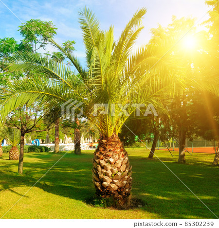 Palm tree on green grass lawn and sun. Palm tree on green grass lawn and sun. 85302239