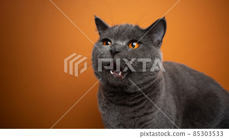 british shorthair blue cat hungry with mouth open british shorthair blue cat hungry with mouth open 85303533