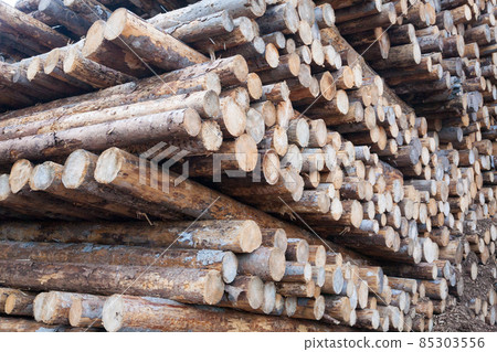 Background of cut pine logs. Vaia storm effects Background of cut pine logs. Vaia storm effects 85303556