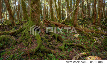 Trees in the Aokigahara Jukai at the foot of Mt. Fuji 85303889