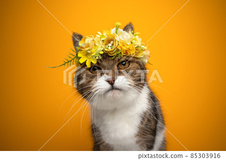 cute cat wearing flower crown with yellow blossoms on yellow background 85303916