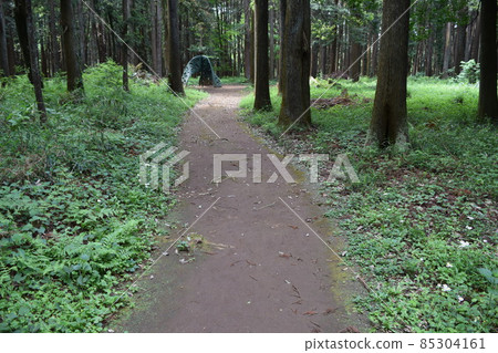 Promenade in the forest park Promenade in the forest park 85304161
