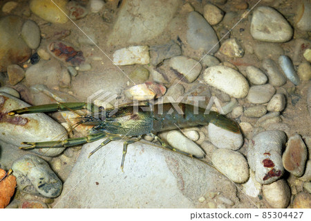 Hirate Tenaga蝦 Hirate Tenaga蝦 85304427