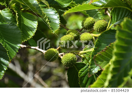 榿木果實 85304429