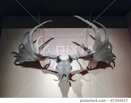 Skull with horns of the giant or bighorn deer  is an extinct genus from the deer family . 85304837