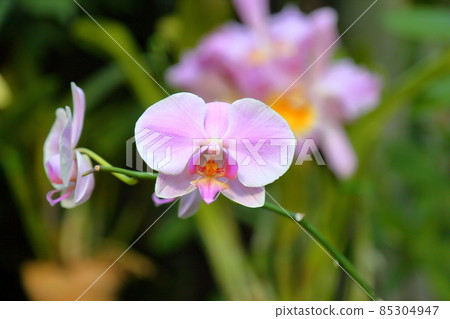 蝴蝶蘭花 蝴蝶蘭花 85304947