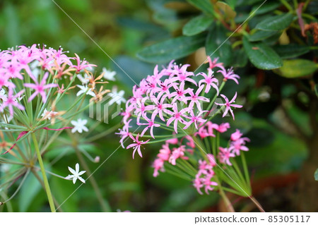 Stormaria flowers Stormaria flowers 85305117