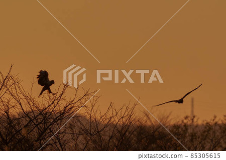 塔卡剪影 塔卡剪影 85305615