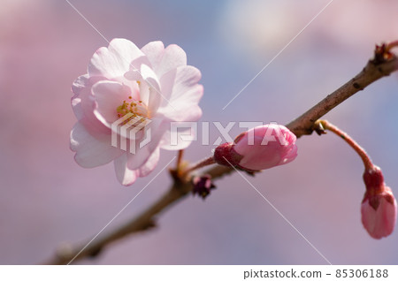河津櫻花 河津櫻花 85306188