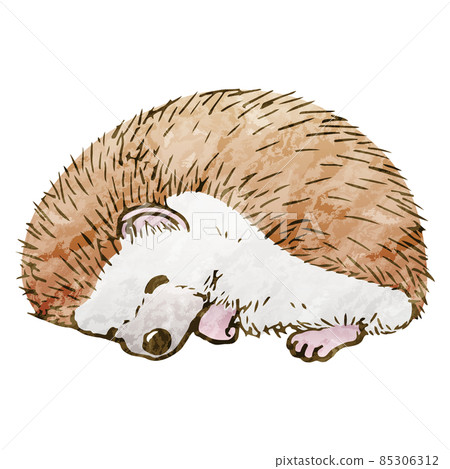手繪四趾刺猬睡覺 85306312