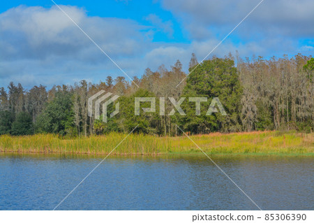 The shoreline of Mac Lake in Colt Creek State Park, Lakeland, Polk County, Florida 85306390