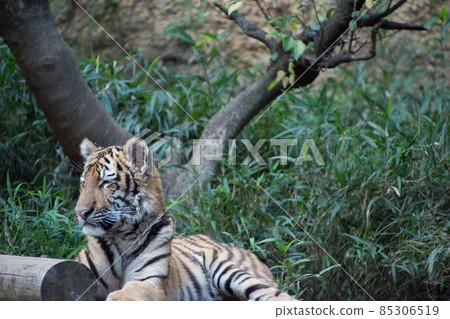 Child tiger Child tiger 85306519