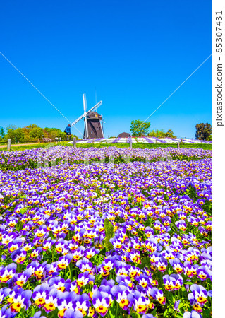 鶴見綠地的中提琴和風車 鶴見綠地的中提琴和風車 85307431