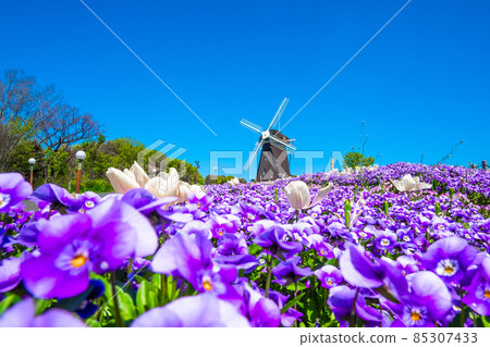 鶴見綠地的中提琴和風車 鶴見綠地的中提琴和風車 85307433