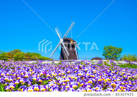 Viola and windmill in Tsurumi Ryokuchi 85307435
