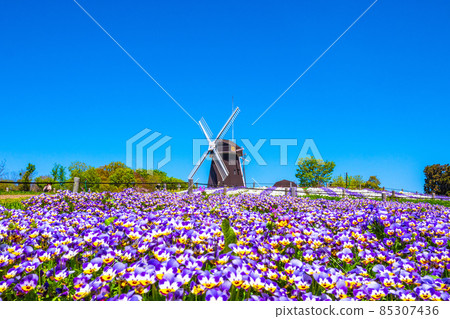 Viola and windmill in Tsurumi Ryokuchi Viola and windmill in Tsurumi Ryokuchi 85307436