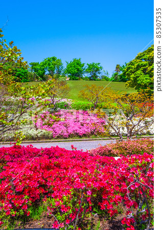 世博公園杜鵑花 世博公園杜鵑花 85307535