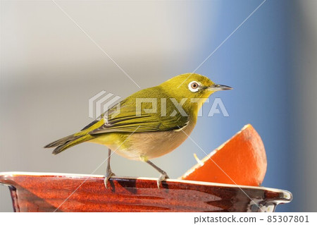 White-eye White-eye 85307801