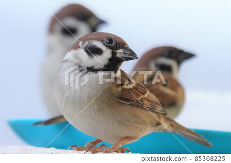 Sparrow 85308225