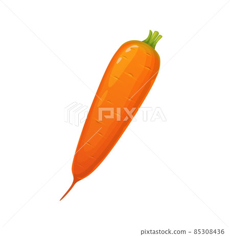 Cartoon ripe isolated orange raw carrot vegetable, vector object. Carrot farm harvest, vegetarian and vegan organic natural healthy veggie, cuisine cooking and eating 85308436