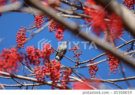 Bulbul and Idesia polycarpa Bulbul and Idesia polycarpa 85308659