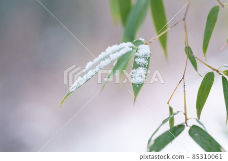 Bamboo leaves and snow Bamboo leaves and snow 85310061