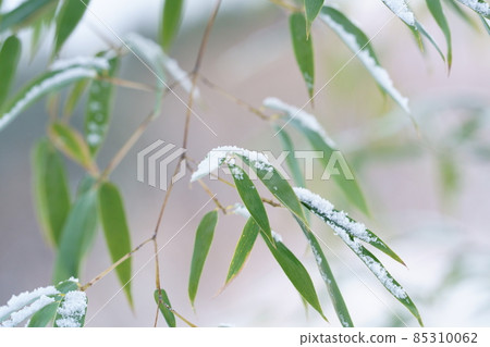Bamboo leaves and snow Bamboo leaves and snow 85310062