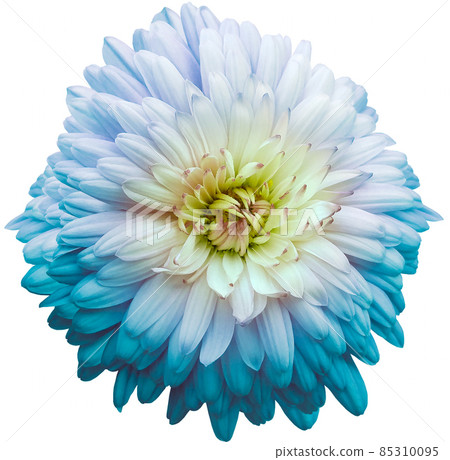 Turquoise chrysanthemum. Flower on white isolated background with clipping path. For design. Closeup. Nature. Turquoise chrysanthemum. Flower on white isolated background with clipping path. For design. Closeup. Nature. 85310095
