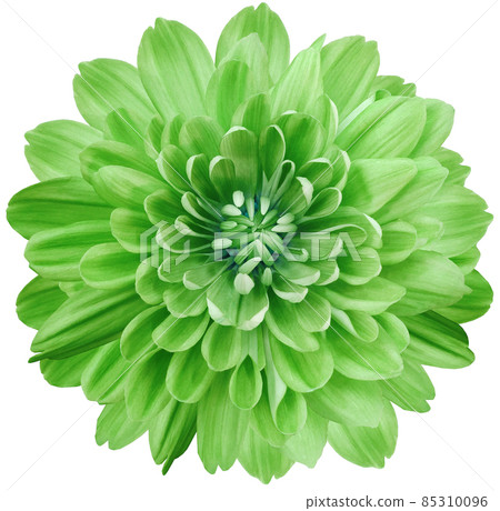 flower green chrysanthemum . Flower isolated on a white background. No shadows with clipping path. Close-up. Nature. flower green chrysanthemum . Flower isolated on a white background. No shadows with clipping path. Close-up. Nature. 85310096