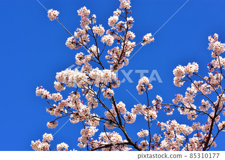 Yoshino cherry tree in full bloom 85310177