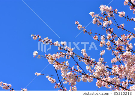 Yoshino cherry tree in full bloom Yoshino cherry tree in full bloom 85310218