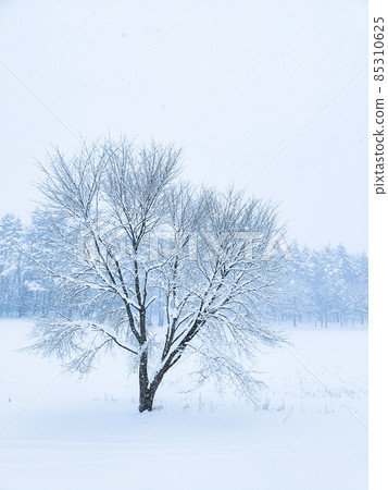 The winter The winter 85310625