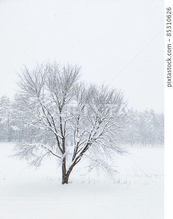 The winter The winter 85310626