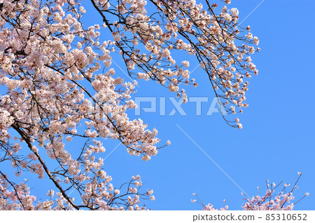 吉野櫻花盛開 85310652